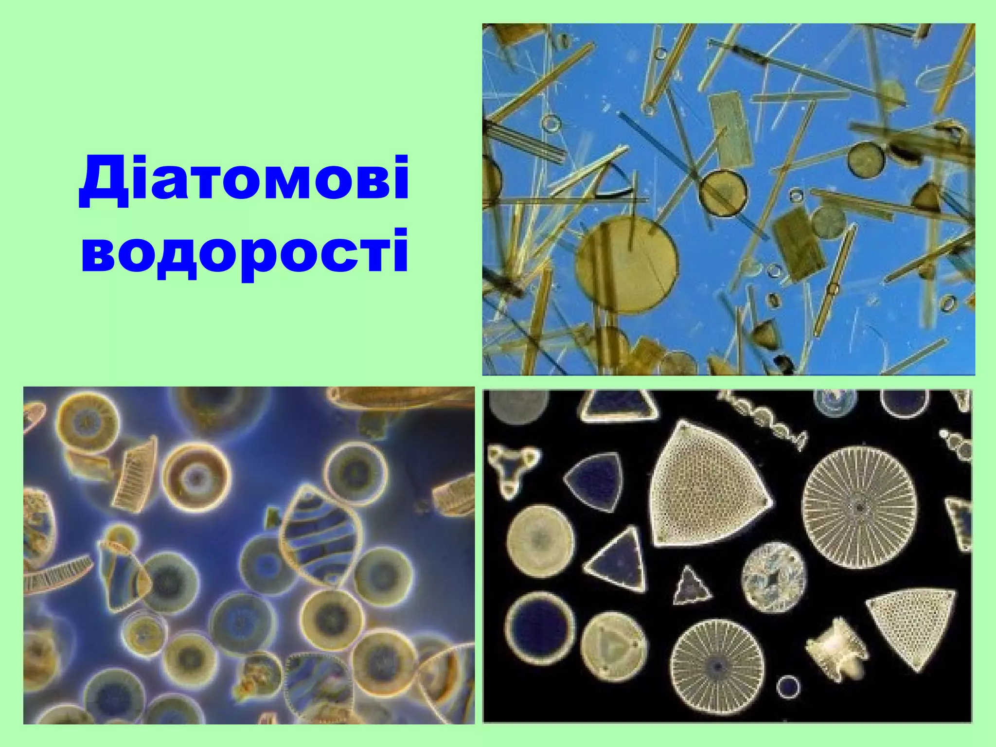 Діатомові
водорості
 