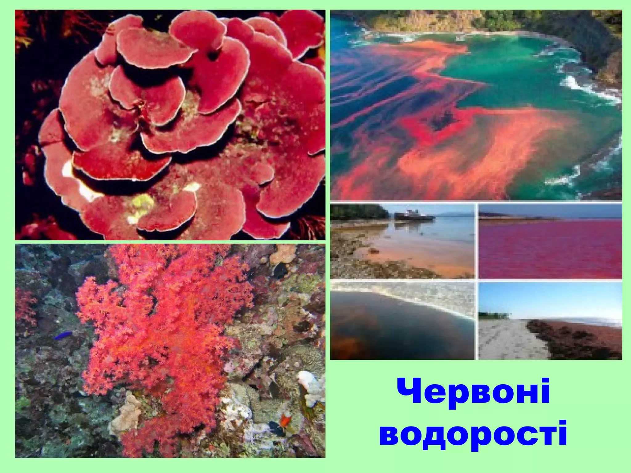 Червоні
водорості
 