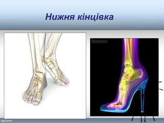 Нижня кінцівка
 