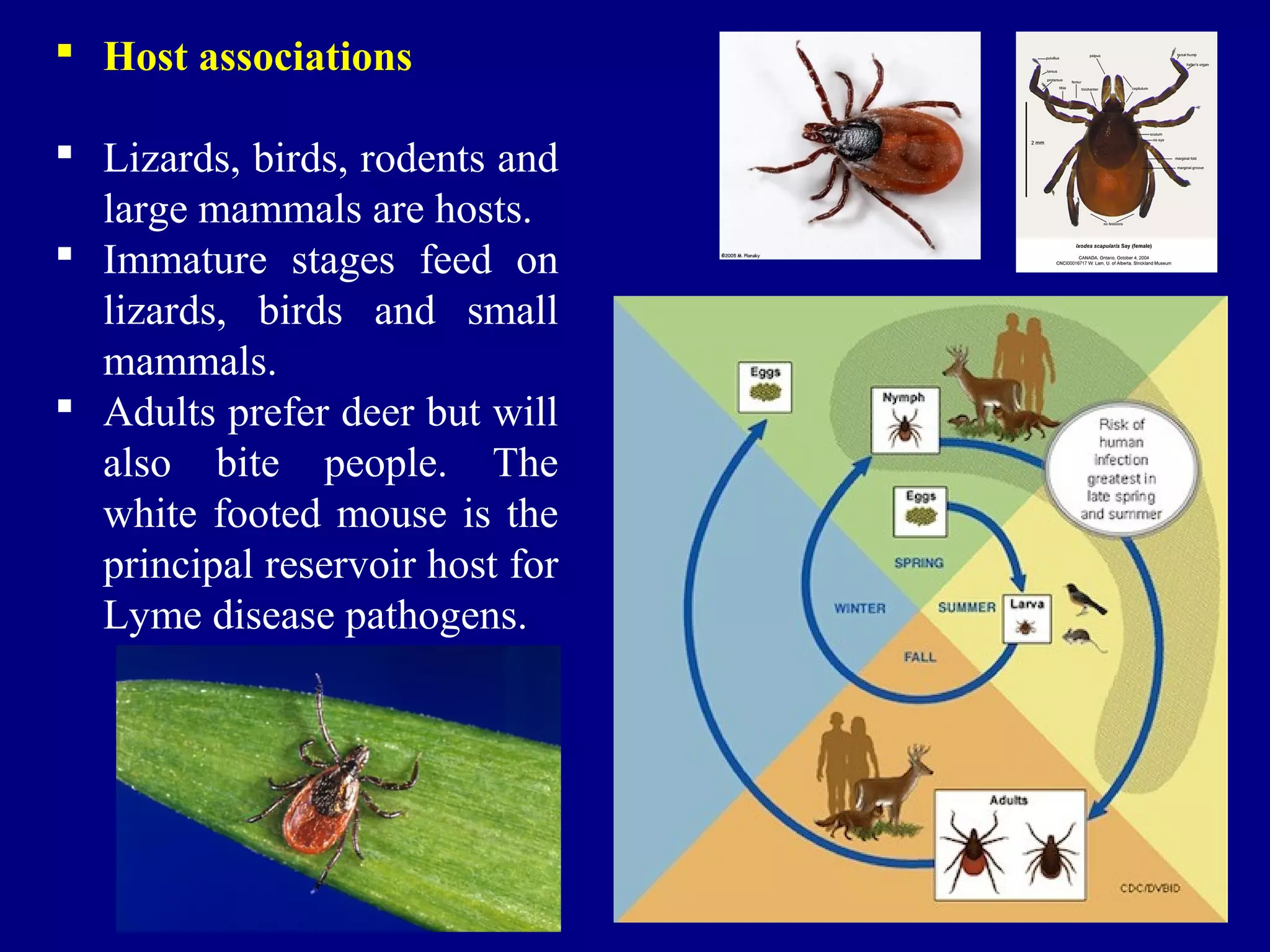  Host associations
 Lizards, birds, rodents and
large mammals are hosts.
 Immature stages feed on
lizards, birds and small
mammals.
 Adults prefer deer but will
also bite people. The
white footed mouse is the
principal reservoir host for
Lyme disease pathogens.
 