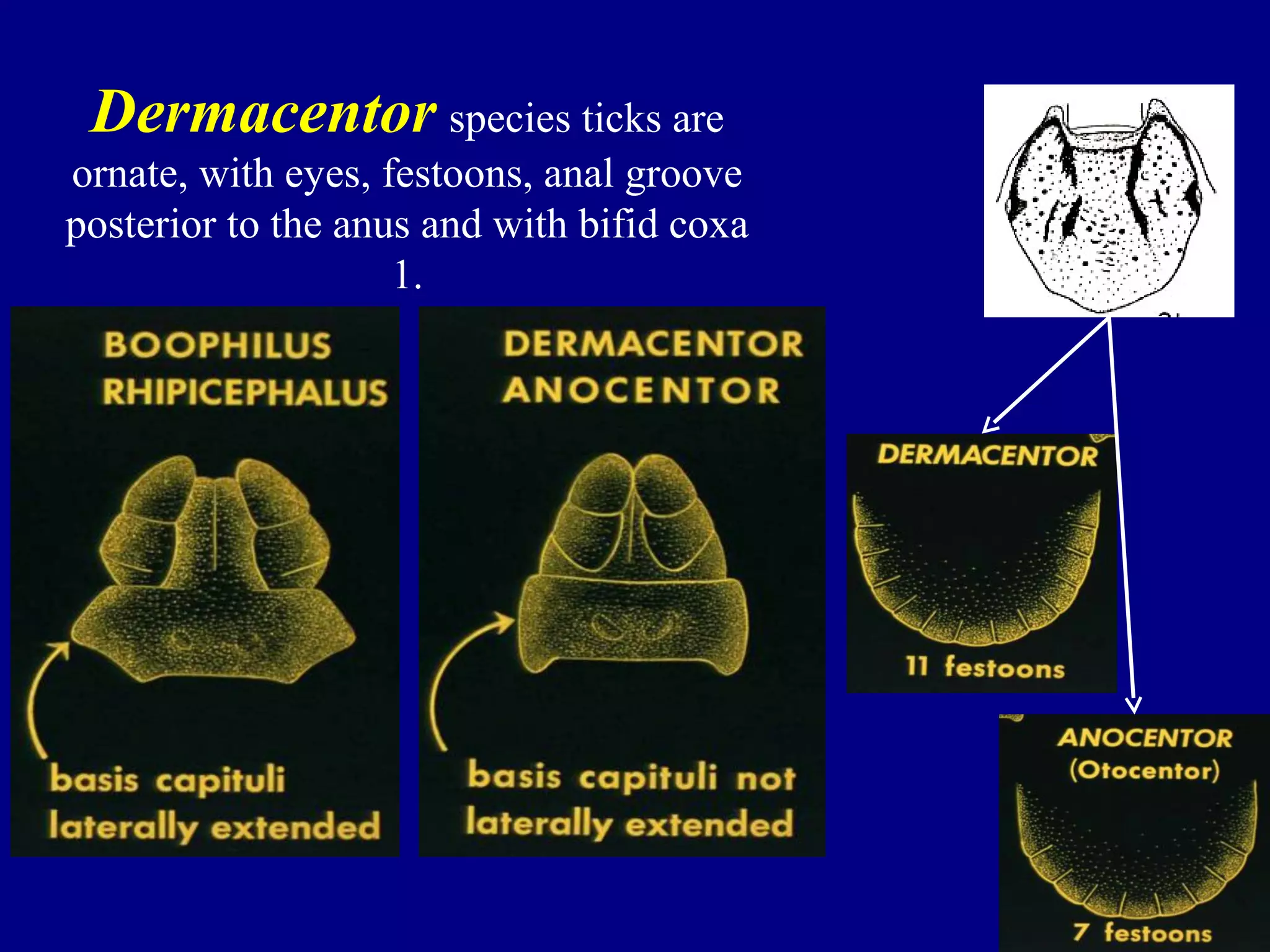 Dermacentor species ticks are
ornate, with eyes, festoons, anal groove
posterior to the anus and with bifid coxa
1.
 