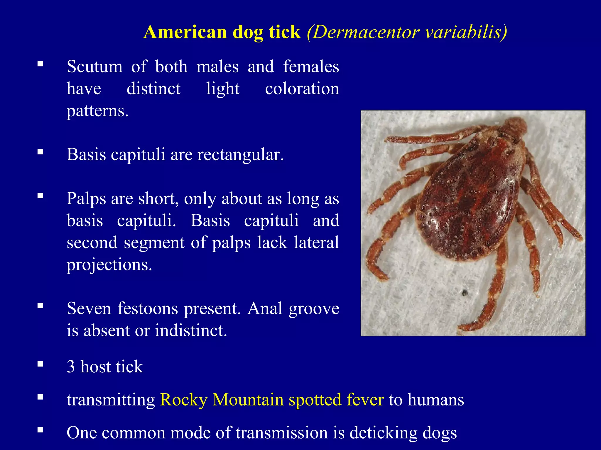  Scutum of both males and females
have distinct light coloration
patterns.
 Basis capituli are rectangular.
 Palps are short, only about as long as
basis capituli. Basis capituli and
second segment of palps lack lateral
projections.
 Seven festoons present. Anal groove
is absent or indistinct.
American dog tick (Dermacentor variabilis)
 3 host tick
 transmitting Rocky Mountain spotted fever to humans
 One common mode of transmission is deticking dogs
 