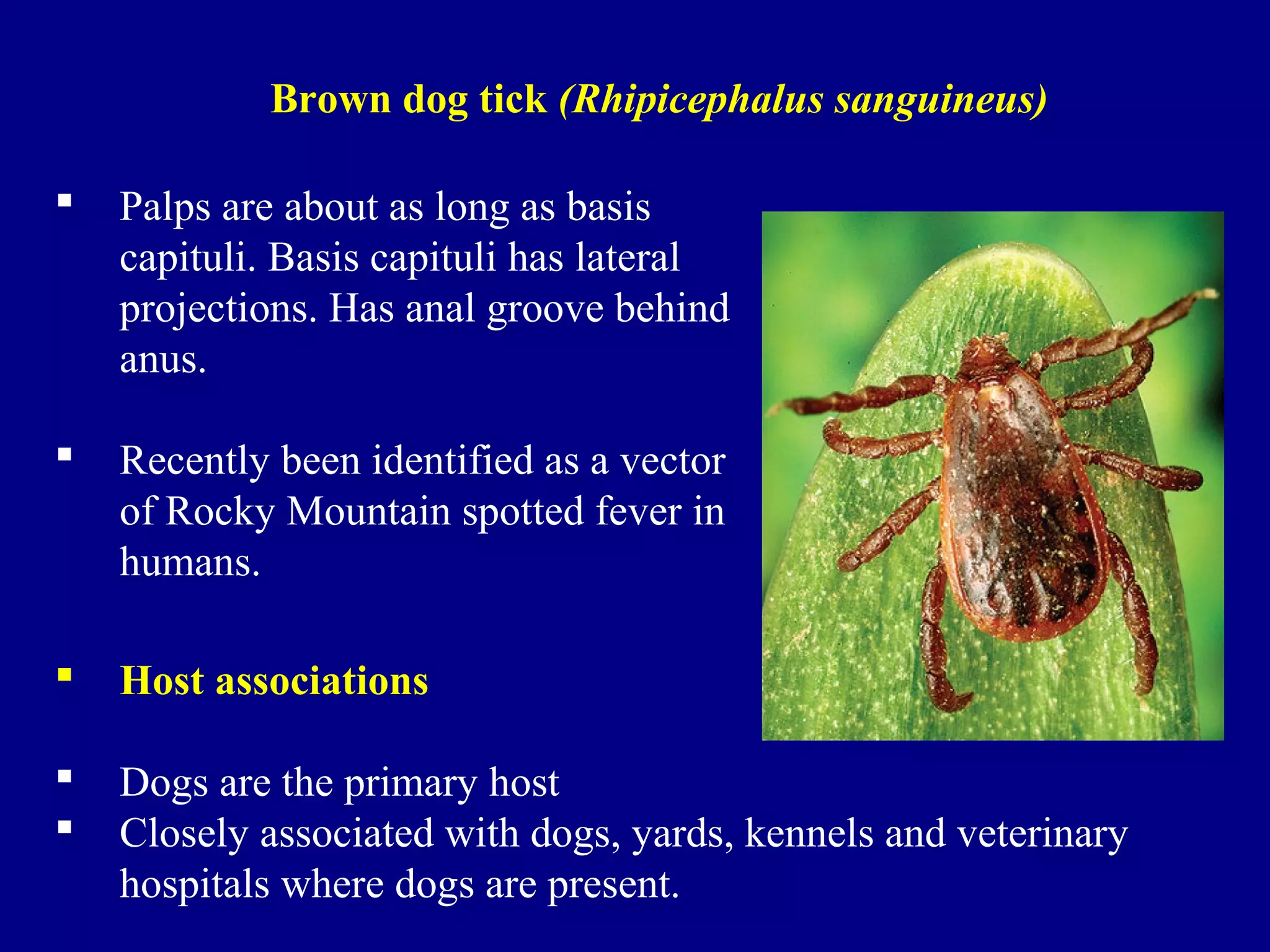  Palps are about as long as basis
capituli. Basis capituli has lateral
projections. Has anal groove behind
anus.
 Recently been identified as a vector
of Rocky Mountain spotted fever in
humans.
 Host associations
 Dogs are the primary host
 Closely associated with dogs, yards, kennels and veterinary
hospitals where dogs are present.
Brown dog tick (Rhipicephalus sanguineus)
 