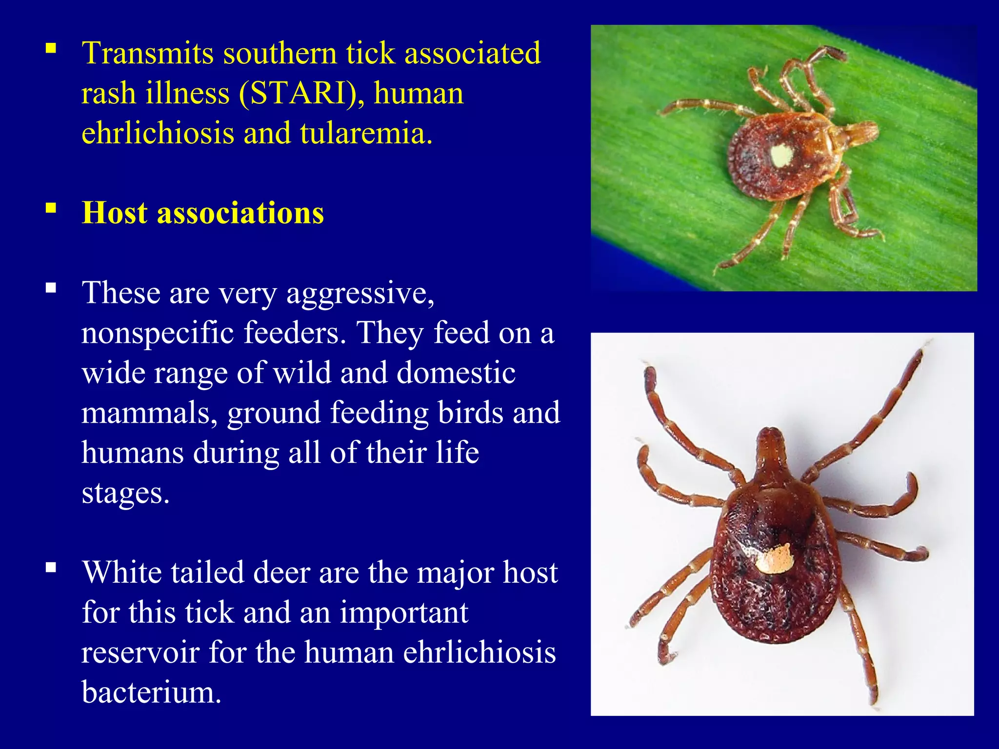  Transmits southern tick associated
rash illness (STARI), human
ehrlichiosis and tularemia.
 Host associations
 These are very aggressive,
nonspecific feeders. They feed on a
wide range of wild and domestic
mammals, ground feeding birds and
humans during all of their life
stages.
 White tailed deer are the major host
for this tick and an important
reservoir for the human ehrlichiosis
bacterium.
 
