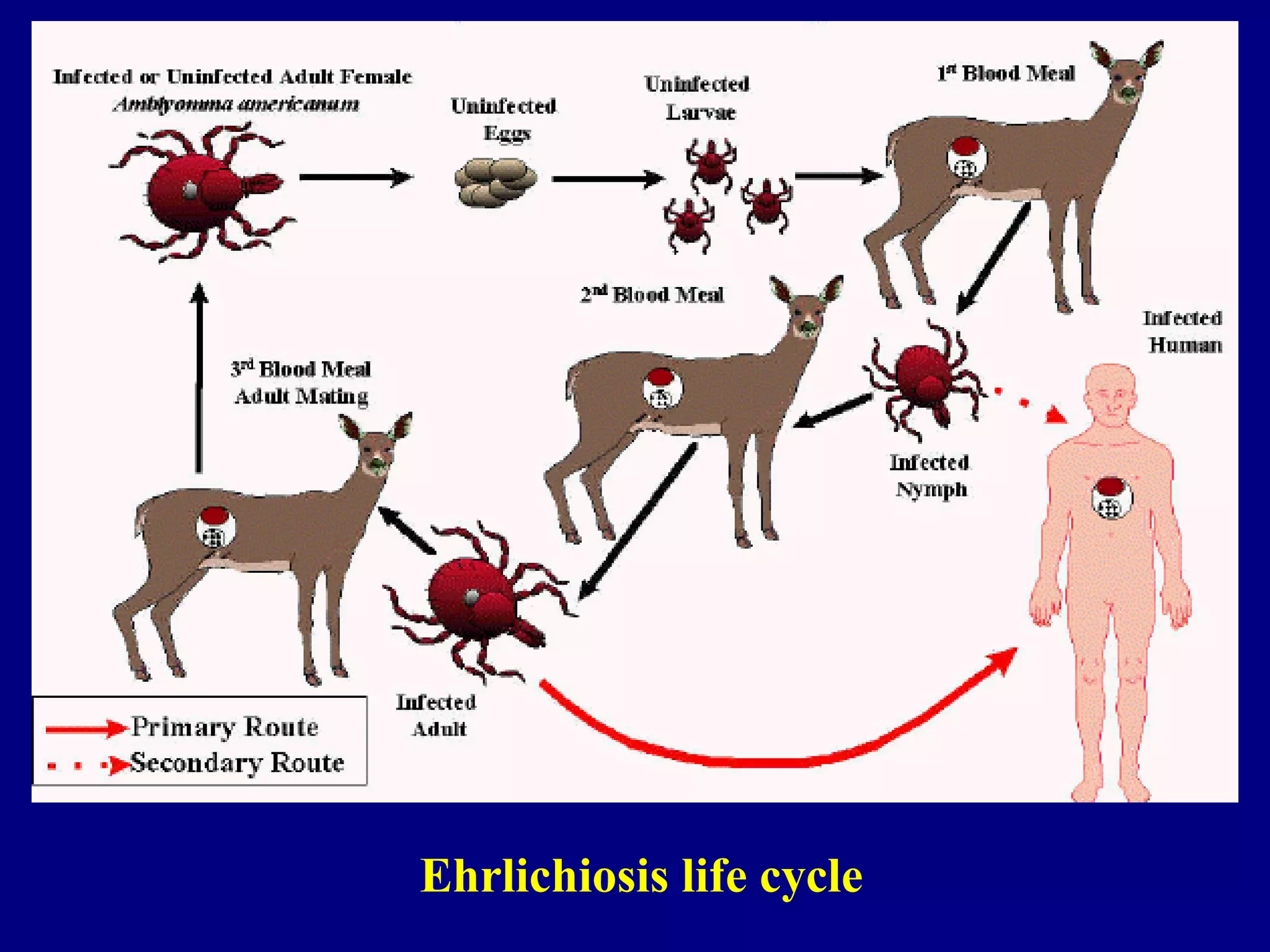 Ehrlichiosis life cycle
 