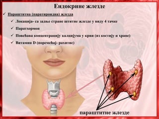 Ендокрине жлезде
 Параштитна (паратироидна) жлезда
 Локација- са задње стране штитне жлезде у виду 4 тачке
 Паратхормон
 Повећава концентрацију калцијума у крви (из костију и хране)
 Витамин D (поремећај- рахитис)
 