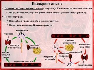 Ендокрине жлезде
 Параштитна (паратироидна) жлезда- регулација Ca и спрега са штитном жлездом
 На рад паратироидее утиче физиолошки ефекат (концентрција јона Са)
 Поремећај у раду
 Поремећаји у раду мишића и нервног система
 Недостатак витамина D изазива рахитис
 