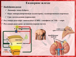 Ендокрине жлезде
 Надбубрежне жлезде
 Локација- изнад бубрега
 Кора: минералокортикоиди (алдостерон), глукокортикоиди (кортизол)
 Срж: катехоламини (адреналин)
 Регулација рада коре- хипоталамус (CRH)→хипофиза (АСТН) → кора
 Регулација рада сржи- аутономни нервни систем
 