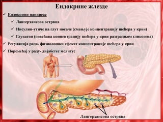 Ендокрине жлезде
 Ендокрини панкреас
 Лангерхансова острвца
 Инсулин-утиче на глут носаче (смањује концентрацију шећера у крви)
 Глукагон (повећава концентрацију шећера у крви разградњом гликогена)
 Регулација рада- физиолошки ефекат концентрације шећера у крви
 Поремећај у раду- дијабетес мелитус
 