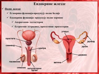 Ендокрине жлезде
 Полне жлезде
 Егзокрина функција-продукују полне ћелије
 Ендокрина функција- продукују полне хормоне
 Андрогенни- тестостерон
 Естрогени- естрадиол, прогестини- прогестерон
 