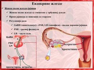 Ендокрине жлезде
 Женске полне жлезде-јајници
 Женске полне жлезде су смештене у трбушној дупљи
 Преко јајовода су повезани са утерусом
 Регулација рада
 GnRH (хипоталамус)→FSH, LH (хипофиза)→полни хормони јајника
 FSH →развој фоликула
 LH →жуто тело
 