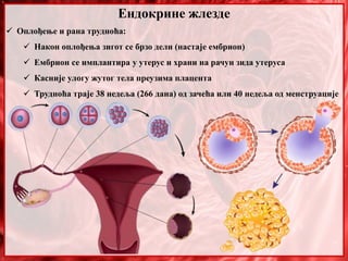 Ендокрине жлезде
 Оплођење и рана трудноћа:
 Након оплођења зигот се брзо дели (настаје ембрион)
 Ембрион се имплантира у утерус и храни на рачун зида утеруса
 Касније улогу жутог тела преузима плацента
 Трудноћа траје 38 недеља (266 дана) од зачећа или 40 недеља од менструације
 
