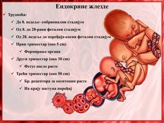 Ендокрине жлезде
 Трудноћа:
 До 8. недеље- ембрионални стадијум
 Од 8. до 28-рани фетални стадијум
 Од 28. недеље до порођаја-касни фетални стадијум
 Први триместар (око 5 cm)
 Формирање органа
 Други триместар (око 30 cm)
 Фетус нагло расте
 Трећи триместар (око 50 cm)
 Бр. рецептора за окситоцин расте
 На крају наступа порођај
 