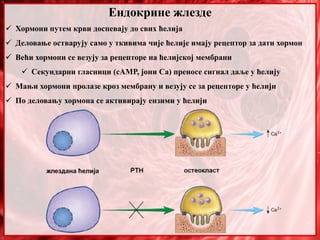 Ендокрине жлезде
 Хормони путем крви доспевају до свих ћелија
 Деловање остварују само у ткивима чије ћелије имају рецептор за дати хормон
 Већи хормони се везују за рецепторе на ћелијској мембрани
 Секундарни гласници (cAMP, јони Ca) преносе сигнал даље у ћелију
 Мањи хормони пролазе кроз мембрану и везују се за рецепторе у ћелији
 По деловању хормона се активирају ензими у ћелији
 