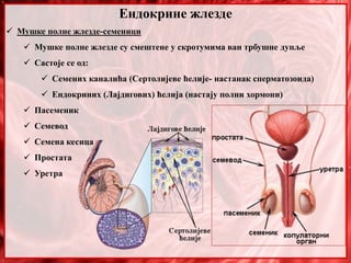 Ендокрине жлезде
 Мушке полне жлезде-семеници
 Мушке полне жлезде су смештене у скротумима ван трбушне дупље
 Састоје се од:
 Семених каналића (Сертолијеве ћелије- настанак сперматозоида)
 Ендокриних (Лајдигових) ћелија (настају полни хормони)
 Пасеменик
 Семевод
 Семена кесица
 Простата
 Уретра
 