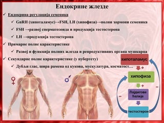Ендокрине жлезде
 Ендокрина регулација семеника
 GnRH (хипоталамус)→FSH, LH (хипофиза)→полни хормони семеника
 FSH →развој сперматозоида и продукција тестостерона
 LH →продукција тестостерона
 Примарне полне карактеристике
 Развој и функција полних жлезда и репродуктивних органа мушкарца
 Секундарне полне карактеристике (у пубертету)
 Дубљи глас, шира рамена од кукова, мускулатура, косматост…
 