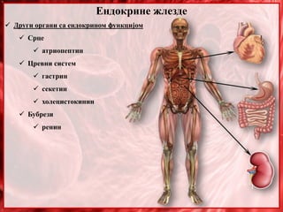 Ендокрине жлезде
 Други органи са ендокрином функцијом
 Срце
 атриопептин
 Цревни систем
 гастрин
 секетин
 холецистокинин
 Бубрези
 ренин
 