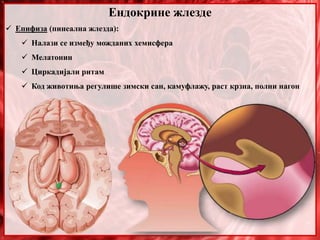Ендокрине жлезде
 Епифиза (пинеална жлезда):
 Налази се између можданих хемисфера
 Мелатонин
 Циркадијали ритам
 Код животиња регулише зимски сан, камуфлажу, раст крзна, полни нагон
 