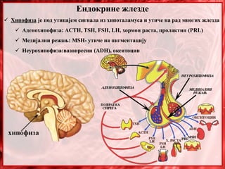 Ендокрине жлезде
 Хипофиза је под утицајем сигнала из хипоталамуса и утиче на рад многих жлезда
 Аденохипофиза: ACTH, TSH, FSH, LH, хормон раста, пролактин (PRL)
 Медијални режањ: MSH- утиче на пигментацију
 Неурохипофиза:вазопресин (ADH), окситоцин
 
