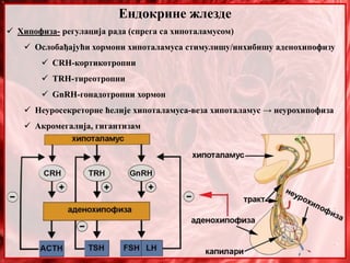 Ендокрине жлезде
 Хипофиза- регулација рада (спрега са хипоталамусом)
 Ослобађајући хормони хипоталамуса стимулишу/инхибишу аденохипофизу
 CRH-кортикотропни
 TRH-тиреотропни
 GnRH-гонадотропни хормон
 Неуросекреторне ћелије хипоталамуса-веза хипоталамус → неурохипофиза
 Акромегалија, гигантизам
 
