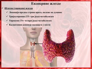 Ендокрине жлезде
 Штитна (тироидна) жлезда
 Локација-предња страна врата, належе на душник
 Тријодтиронин (Т3- три јода)-метаболизам
 Тироксин (Т4- четири јода)-метаболизам
 Калцитонин-депонује калцијум у кости
 