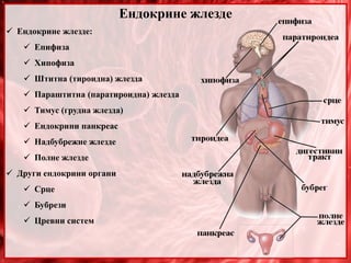 Ендокрине жлезде
 Ендокрине жлезде:
 Епифиза
 Хипофиза
 Штитна (тироидна) жлезда
 Параштитна (паратироидна) жлезда
 Тимус (грудна жлезда)
 Ендокрини панкреас
 Надбубрежне жлезде
 Полне жлезде
 Други ендокрини органи
 Срце
 Бубрези
 Цревни систем
 