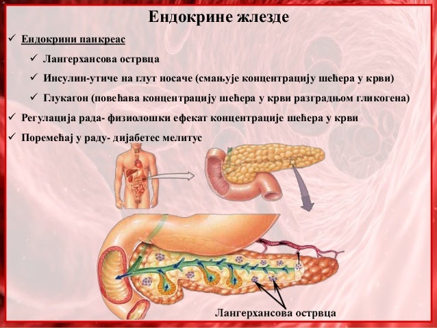 32. Endokrine zlezde. humoralna regulacija