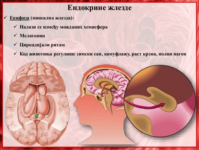 32. Endokrine zlezde. humoralna regulacija