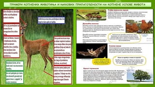 ПРИМЕРИ КОПНЕНИХ ЖИВОТИЊА И ЊИХОВИХ ПРИЛАГОЂЕНОСТИ НА КОПНЕНЕ УСЛОВЕ ЖИВОТА
 