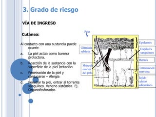 Pelo
Dermis
Tejido
celular
subcutáneo
Epidermis
Glándula
sebácea
Músculo
erector
del pelo
Capilares
sanguíneos
Terminación
nerviosa
VÍA DE INGRESO
Al contacto con una sustancia puede
ocurrir:
a. La piel actúa como barrera
protectora.
b. Reacción de la sustancia con la
superficie de la piel Irritación
c. Penetración de la piel y
conjugarse – Alergia
d. Penetrar la piel, entrar al torrente
sanguíneo. Veneno sistémica. Ej.
Organofosforados
Cutánea:
3. Grado de riesgo
 