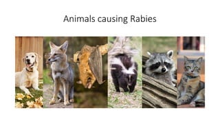 32._Rabies_Emergency_Treatment.pptxbbbnnj | PPTX