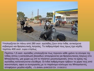 Υπολογίζεται ότι πάνω από 280 εκατ. αγελάδες ζουν στην Ινδία, αντικείμενα
σεβασμού και θρησκευτικής λατρείας. Το λαθρεμπόριό τους όμως έχει κέρδη
περίπου 400 εκατ. ευρώ ετησίως
Περίπου 1,5 εκατ. αγελάδες υπολογίζεται πως περνούν κάθε χρόνο τα σύνορα της Ινδίας
(όπου η κατανάλωση βοοειδών απαγορεύεται για θρησκευτικούς λόγους) στο
Μπαγκλαντές, μια χώρα ως επί το πλείστον μουσουλμανική, όπου το κρέας της αγελάδας
καταναλώνεται ελεύθερα. Οι Ινδοί λαθρέμποροι τρίβουν τα χέρια τους από ικανοποίηση,
αφού οι συνεργασίες με το παράνομο κύκλωμα του Μπαγκλαντές αποφέρουν μεγάλα
κέρδη. «Το ΒΗΜΑ»:ΔΗΜΟΣΙΕΥΣΗ: 01/06/2012
 