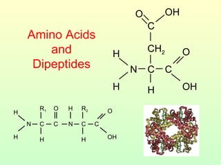 Amino Acids and Dipeptides CH 2 H H N C C OH O H C O OH H H N C C O H R 1 H N C C OH O H R 2 