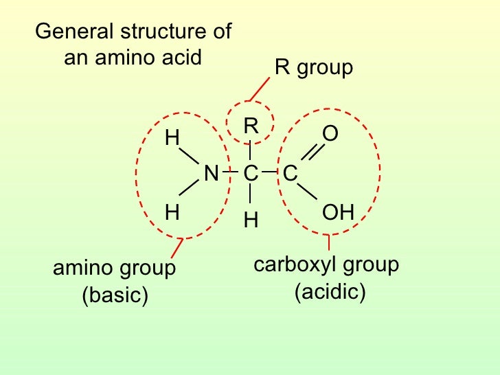 3.2 Amino Acids And Peptide Bonds