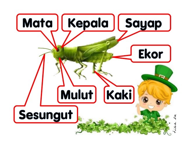 32 anggota badan haiwan (bm)