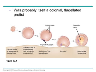 Infloding 32- animals diversityfggbnnjiggiigvi text.ppt