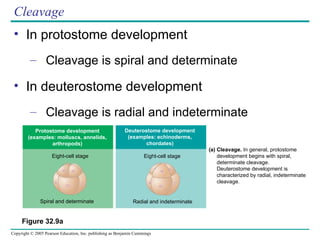 Protostomes Examples 32- animals diversityfggbnnjiggiigvi text.ppt