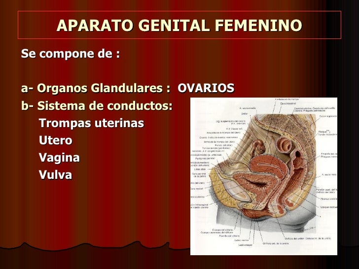 32 Aparato Genital Femenino