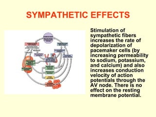 SYMPATHETIC EFFECTS Stimulation of sympathetic fibers increases the rate of depolarization of pacemaker cells (by increasing permeability to sodium, potassium, and calcium) and also increases conduction velocity of action potentials through the AV node. There is no effect on the resting membrane potential.  