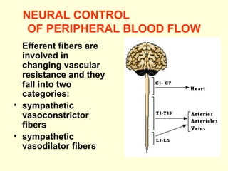 NEURAL CONTROL  OF PERIPHERAL BLOOD FLOW Efferent fibers are involved in changing vascular resistance and they fall into two categories:  sympathetic vasoconstrictor fibers sympathetic vasodilator fibers   
