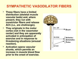 SYMPATHETIC VASODILATOR FIBERS These fibers have a limited distribution (skeletal muscle vascular beds) and, where present, they run with constrictor fibers and release ACh (i.e., are cholinergic). They originate in the motor cortex (not in the vasomotor center) and they are apparently activated in anticipation of exercise and in response to threatening situations (arousal reaction). Activation opens vascular shunts, which permits an increase in muscle blood flow prior to the onset of exercise.   