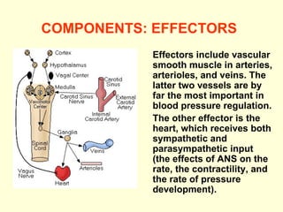 COMPONENTS: EFFECTORS   Effectors include vascular smooth muscle in arteries, arterioles, and veins. The latter two vessels are by far the most important in blood pressure regulation. The other effector is the heart, which receives both sympathetic and parasympathetic input (the effects of ANS on the rate, the contractility, and the rate of pressure development). 
