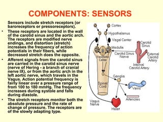COMPONENTS: SENSORS   Sensors include stretch receptors (or baroreceptors or pressoreceptors).  These receptors are located in the wall of the carotid sinus and the aortic arch. The receptors are modified nerve endings, and distortion (stretch) increases the frequency of action potentials in their fibers, while decreased stretch does the opposite.  Afferent signals from the carotid sinus are carried in the carotid sinus nerve (nerve of Hering - a branch of cranial nerve IX), or from the aortic arch in the left aortic nerve, which travels in the Vagus. Action potential frequency is fairly linear over a pressure range of from 100 to 180 mmHg. The frequency increases during systole and falls during diastole.  The stretch receptors monitor both the absolute pressure and the rate of change of pressure. The receptors are of the slowly adapting type. 