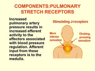 COMPONENTS: PULMONARY  STRETCH RECEPTORS Increased pulmonary artery pressure results in increased efferent activity to the effectors associated with blood pressure regulation. Afferent input from these receptors is to the medulla.  