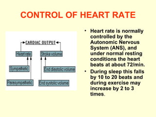 CONTROL OF HEART RATE Heart rate is normally controlled by the Autonomic Nervous System (ANS), and under normal resting conditions the heart beats at about 72/min. During sleep this falls by 10 to 20 beats and during exercise may increase by 2 to 3 times .  