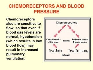 CHEMORECEPTORS AND BLOOD PRESSURE Chemoreceptors also are sensitive to flow, so that even if blood gas levels are normal, hypotension (which results in low blood flow) may result in increased pulmonary ventilation.  