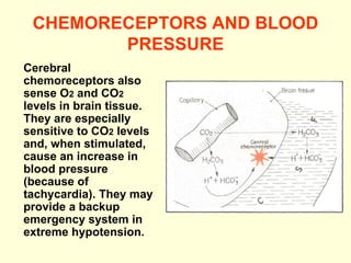 CHEMORECEPTORS AND BLOOD PRESSURE Cerebral chemoreceptors also sense O 2  and CO 2  levels in brain tissue. They are especially sensitive to CO 2  levels and, when stimulated, cause an increase in blood pressure (because of tachycardia). They may provide a backup emergency system in extreme hypotension. 