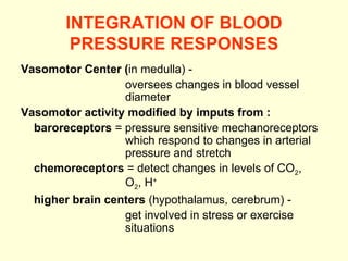 INTEGRATION OF BLOOD PRESSURE RESPONSES Vasomotor Center ( in medulla) - oversees changes in blood vessel  diameter  Vasomotor activity modified by imputs from : baroreceptors  = pressure sensitive mechanoreceptors  which respond to changes in arterial  pressure and stretch chemoreceptors  = detect changes in levels of CO 2 , O 2 , H + higher brain centers  (hypothalamus, cerebrum) - get involved in stress or exercise  situations 