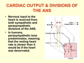 CARDIAC OUTPUT & DIVISIONS OF THE ANS Nervous input to the heart is received from both sympathetic and parasympathetic divisions of the ANS. In humans, parasympathetic tone predominates, meaning that the resting heart rate is slower than it would be if the heart was denervated. 