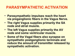 PARASYMPATHETIC ACTIVATION   Parasympathetic impulses reach the heart via preganglionic fibers in the Vagus Nerve. The right Vagus supplies primarily the SA node and atrial muscle. The left Vagus supplies primarily the AV node and some ventricular muscle. Some of the Vagal fibers also synapse on sympathetic postganglionic terminals and reduce the amount of transmitter released by sympathetic activation.  
